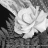 Silver Lace